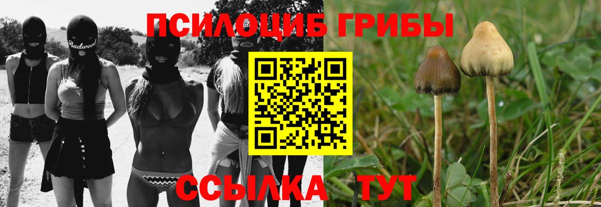 Кропоткин  купить  цена  Вход с VPN  Галлюциногенные грибы Psilocybine cubensis  Псилоцибиновые грибы Psilocybe 
